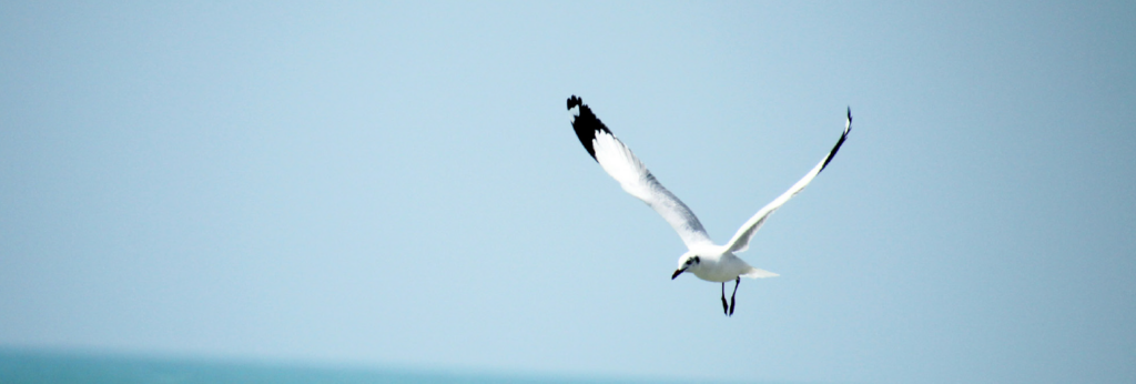 Mouette en vol au-dessus de l'eau