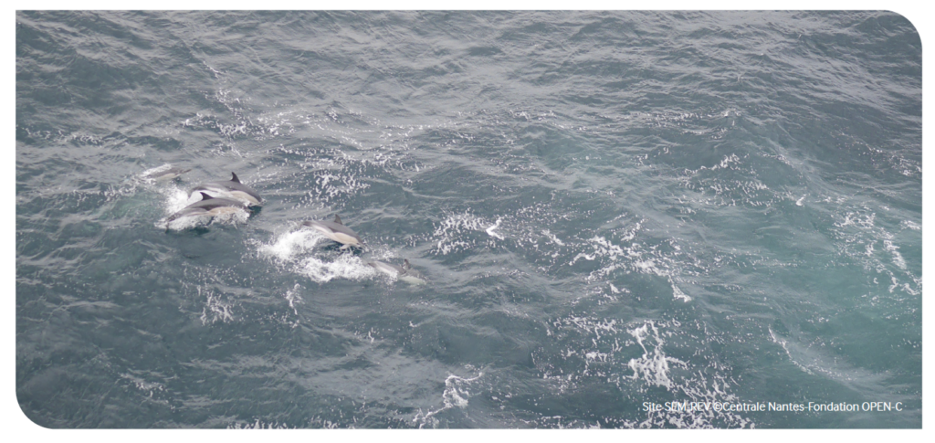 Dauphins communs hors de l'eau